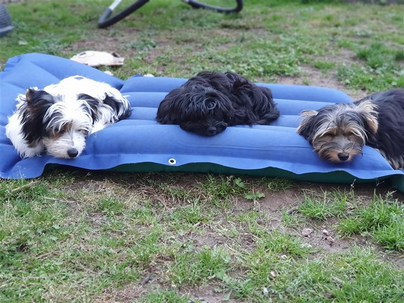 Aufgeweckte Schmusebären suchen ihre Herzens-Familie - Yorkshire-Terrier Rüden