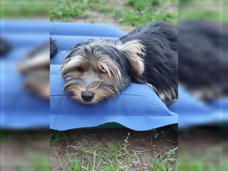 Aufgeweckte Schmusebären suchen ihre Herzens-Familie - Yorkshire-Terrier Rüden