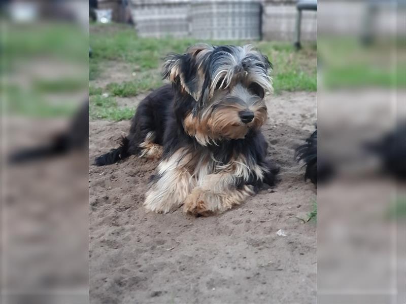 Aufgeweckte Schmusebären suchen ihre Herzens-Familie - Yorkshire-Terrier Rüden