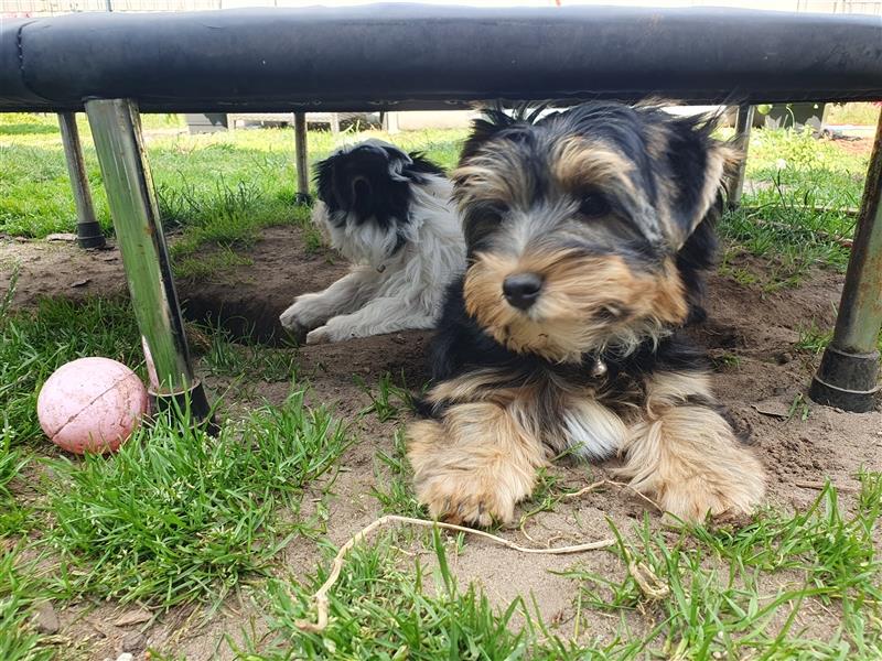 Aufgeweckte Schmusebären suchen ihre Herzens-Familie - Yorkshire-Terrier Rüden