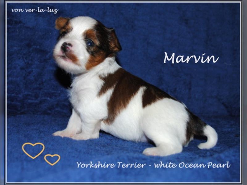 Yorkshire Terrier - Farbgebung white Ocean Pearl-Rüde