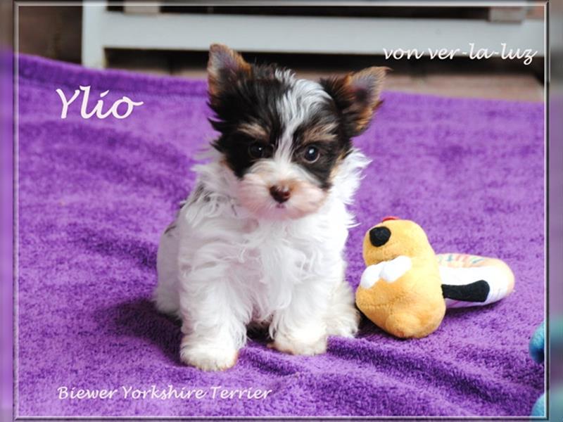 zwei kleine Biro Yorkshire Terrier Welpen