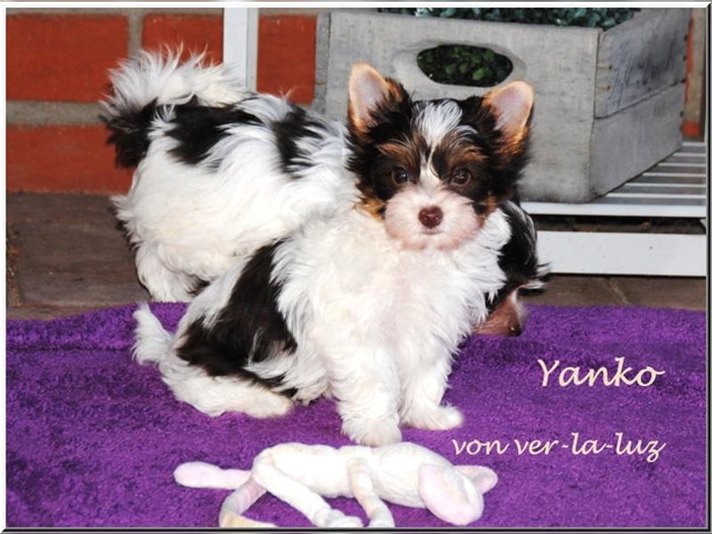 zwei kleine Biro Yorkshire Terrier Welpen