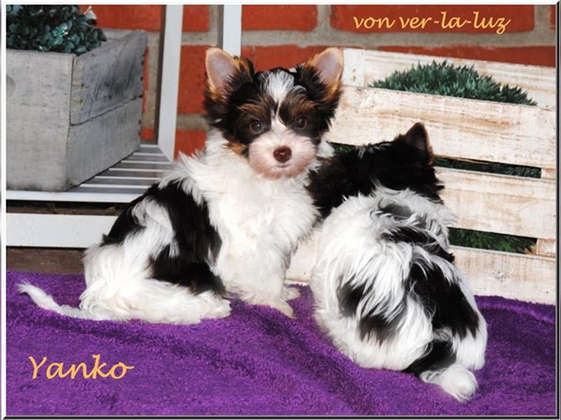 zwei kleine Biro Yorkshire Terrier Welpen