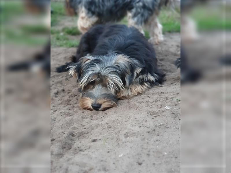 Liebenswerter Yorkshire-Terrier-Rüde in allerbeste Hände zu verkaufen