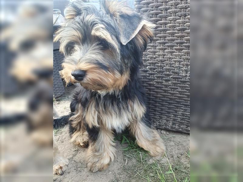 Liebenswerter Yorkshire-Terrier-Rüde in allerbeste Hände zu verkaufen