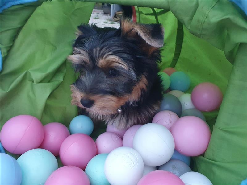 Liebenswerter Yorkshire-Terrier-Rüde in allerbeste Hände zu verkaufen