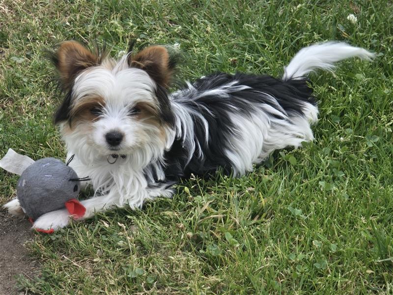 Yorkshire Terrier Biewer Yorkshire Rüde