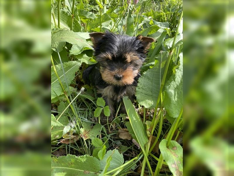 Yorkshire Terrier Rüde, Welpe, mit Papieren zu verkaufen