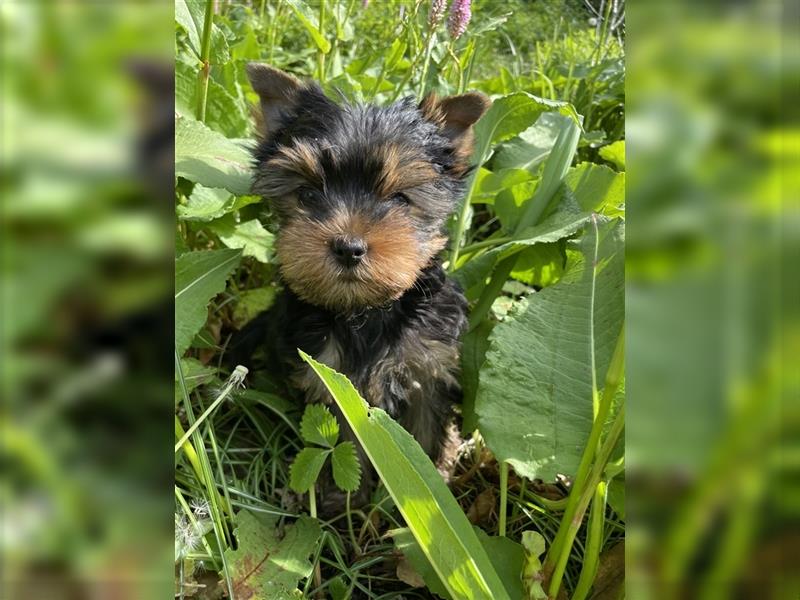 Yorkshire Terrier Rüde, Welpe, mit Papieren zu verkaufen