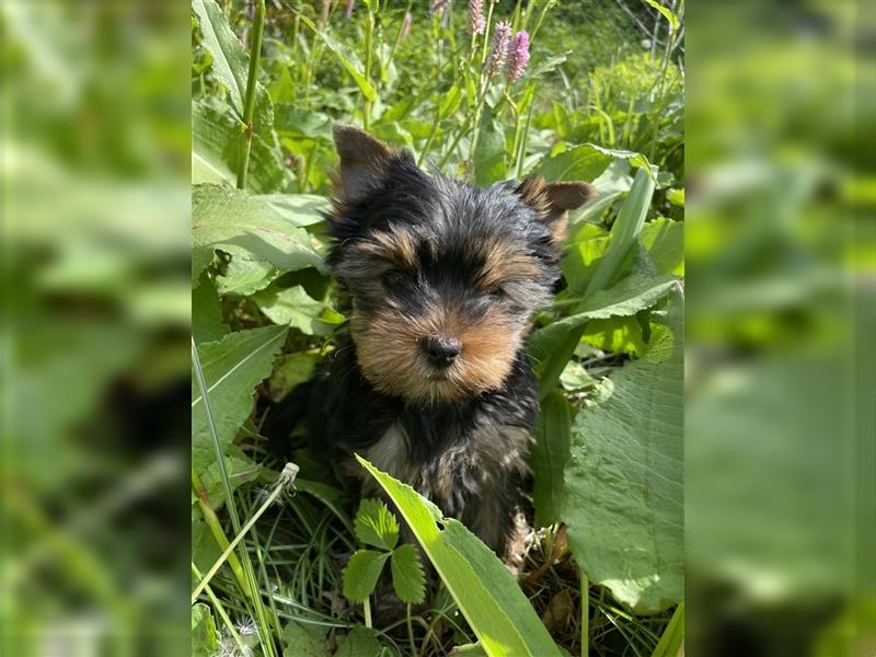 Yorkshire Terrier Rüde, Welpe, mit Papieren zu verkaufen