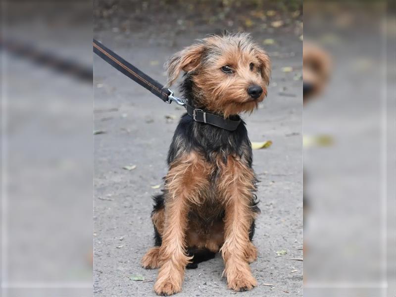 „Elias“, lieber Yorki-Mischling, ca. 01.2024 geboren, gut verträglich