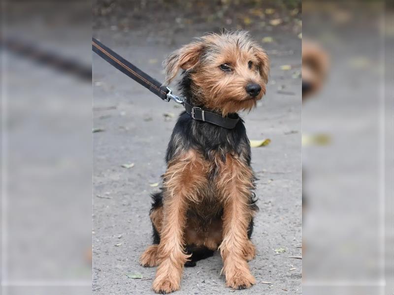 „Elias“, lieber Yorki-Mischling, ca. 01.2024 geboren, gut verträglich