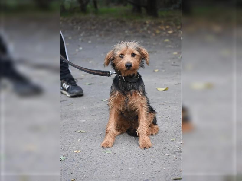 „Elias“, lieber Yorki-Mischling, ca. 01.2024 geboren, gut verträglich