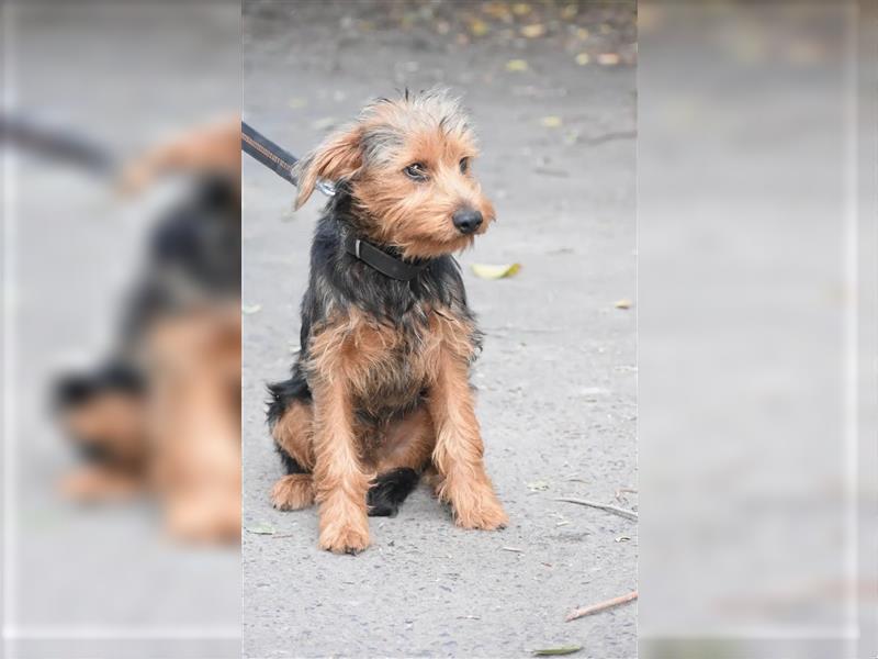 „Elias“, lieber Yorki-Mischling, ca. 01.2024 geboren, gut verträglich