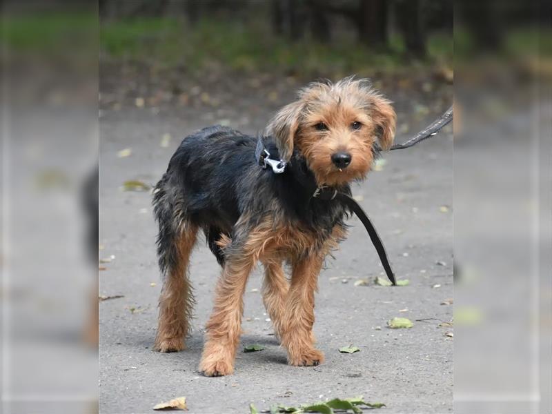 „Elias“, lieber Yorki-Mischling, ca. 01.2024 geboren, gut verträglich