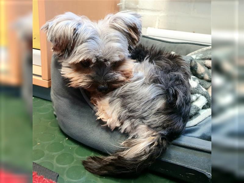 Yorkshire Terrier Mini Deckrüde (kein Verkauf)