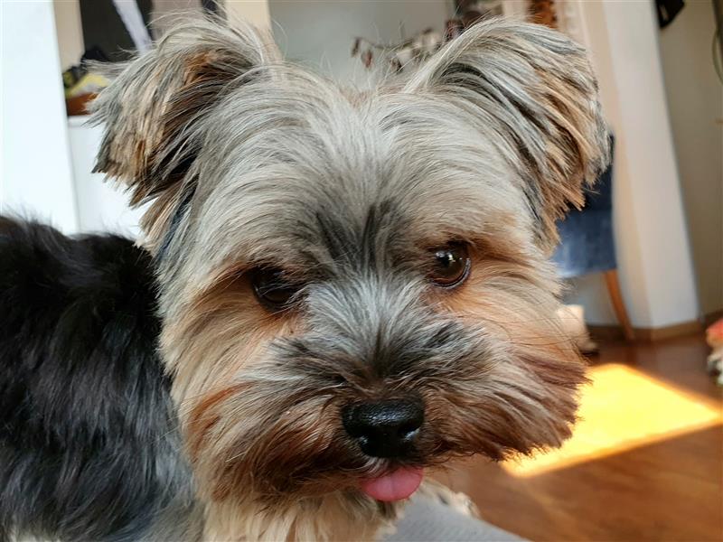 Yorkshire Terrier Mini Deckrüde (kein Verkauf)