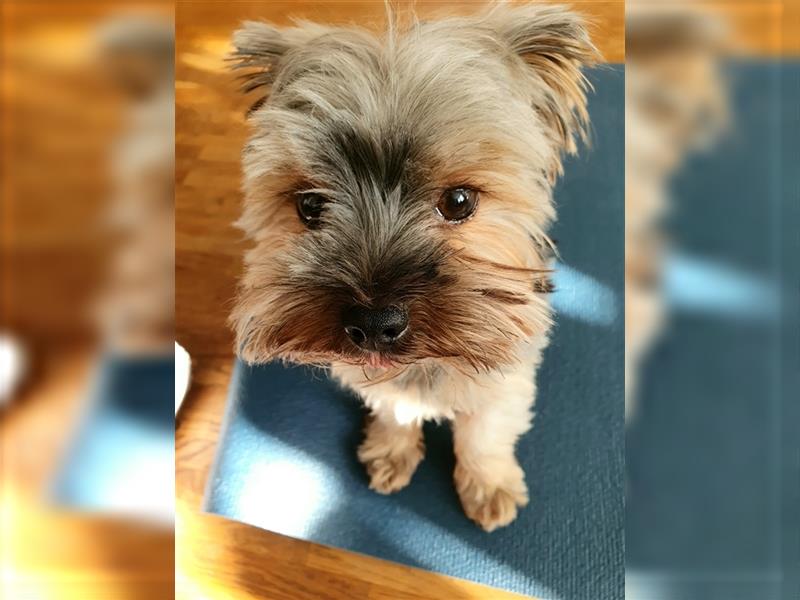 Yorkshire Terrier Mini Deckrüde (kein Verkauf)