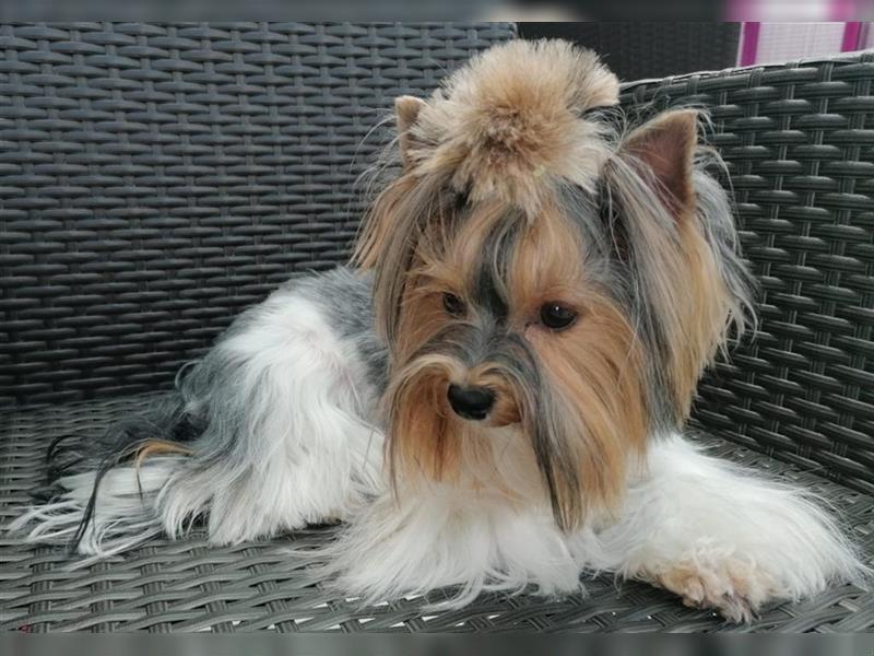 Yorkshire Terrier Mini Deckrüde (kein Verkauf)