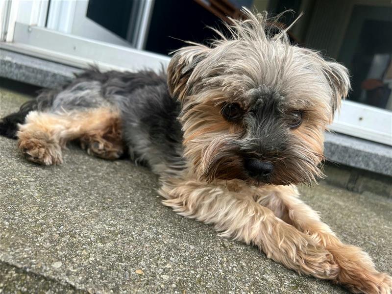 Yorkshire Terrier Mini Deckrüde (kein Verkauf)