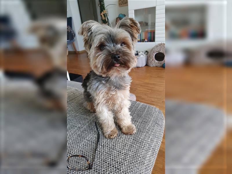 Yorkshire Terrier Mini Deckrüde (kein Verkauf)