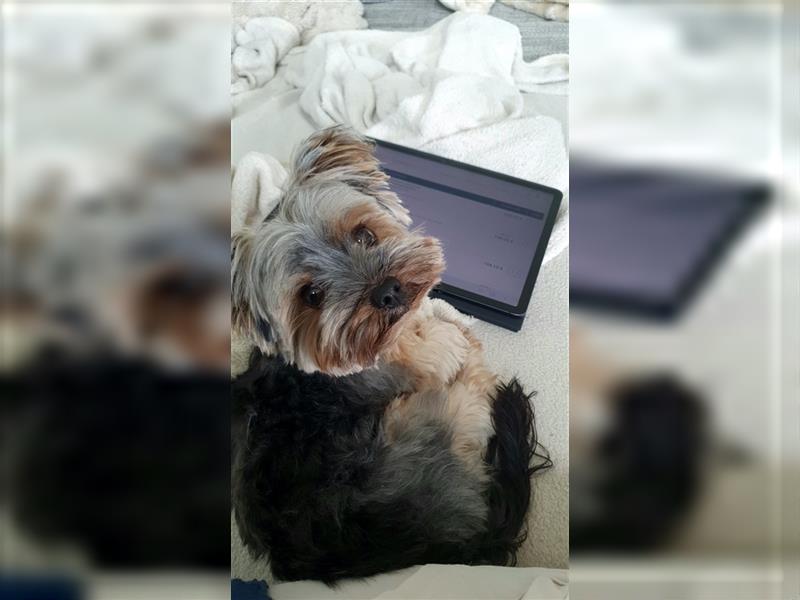 Yorkshire Terrier Mini Deckrüde (kein Verkauf)