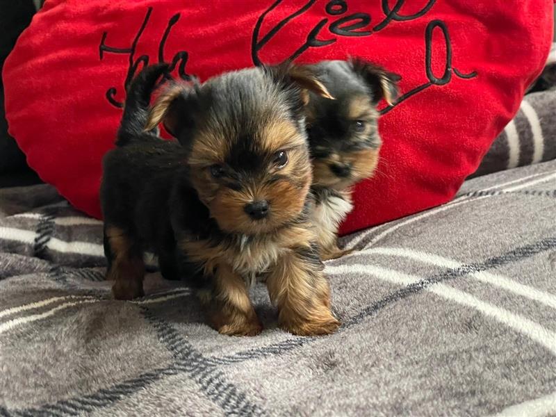 Zucker süße Mini Yorkshire Terrier Welpen