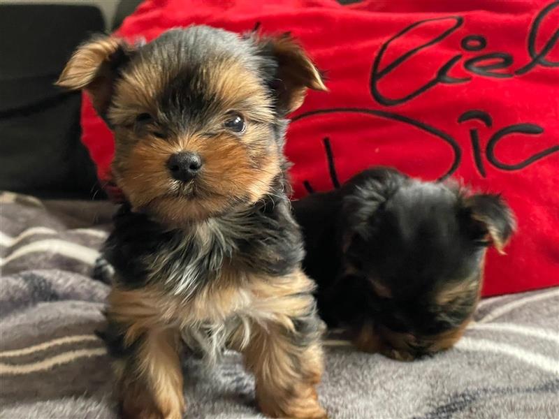 Zucker süße Mini Yorkshire Terrier Welpen