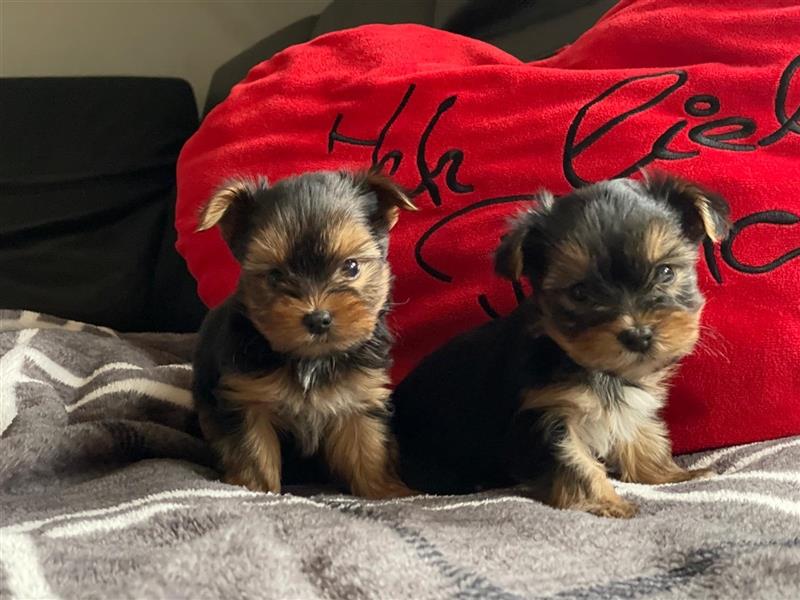 Zucker süße Mini Yorkshire Terrier Welpen