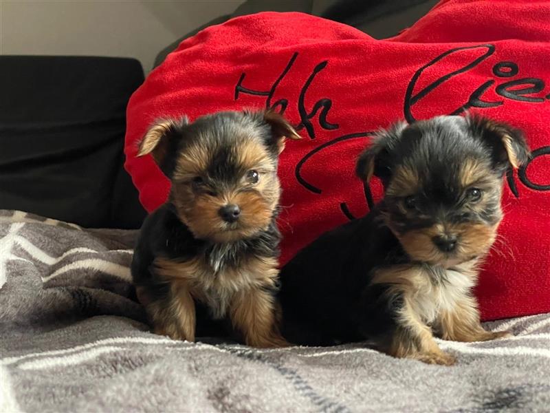 Zucker süße Mini Yorkshire Terrier Welpen