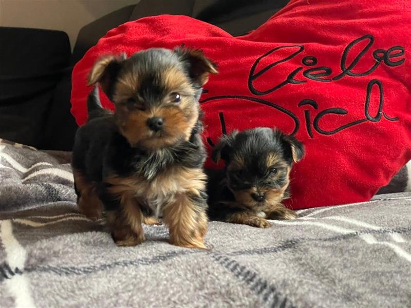 Zucker süße Mini Yorkshire Terrier Welpen