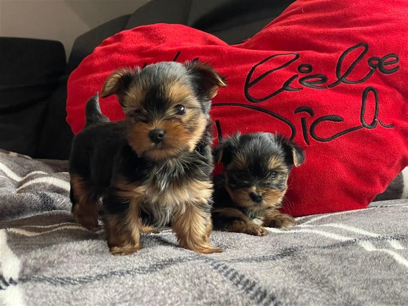 Zucker süße Mini Yorkshire Terrier Welpen