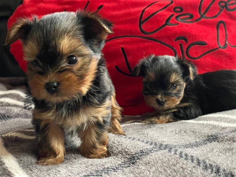 Zucker süße Mini Yorkshire Terrier Welpen