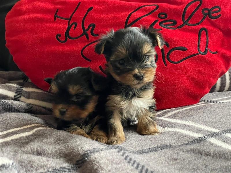 Zucker süße Mini Yorkshire Terrier Welpen