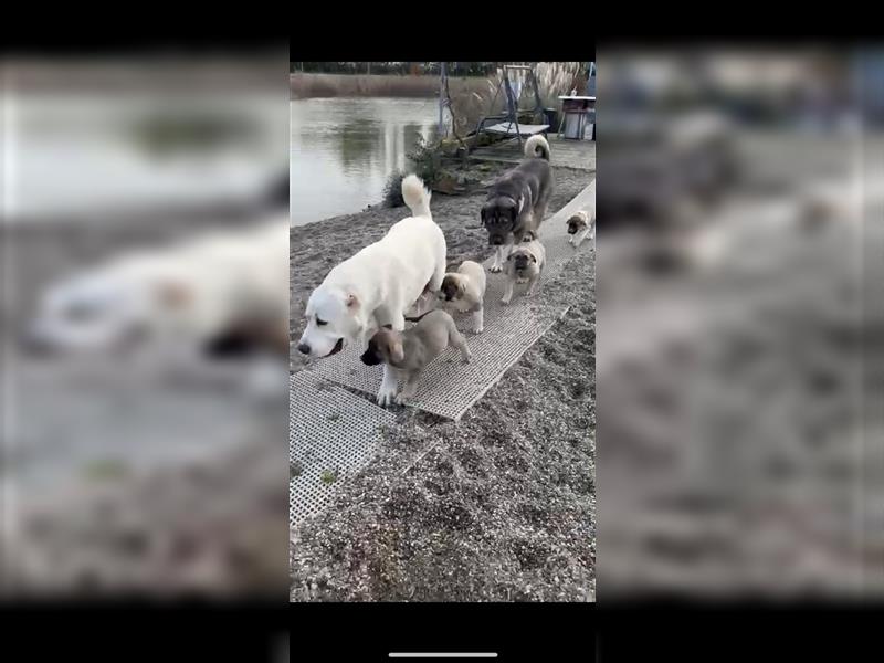 Alabai Welpen Hofhunde Zentralasiatischer Owtscharka Hütehunde Hunde