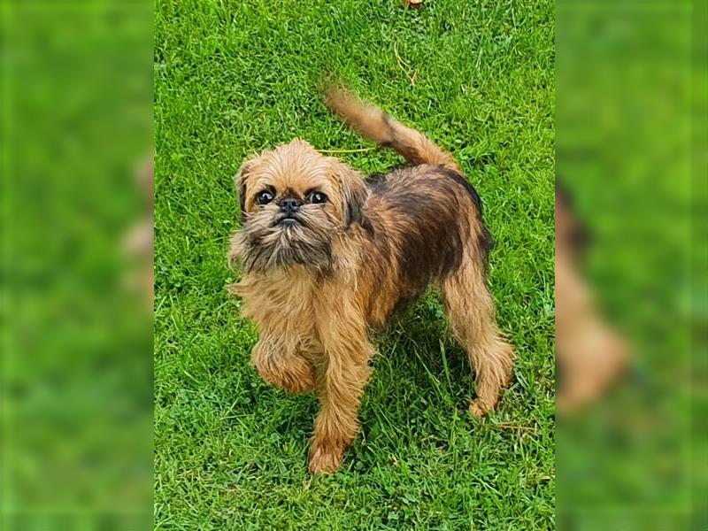 Zwerggriffon Welpe Hündin Brüsseler Griffon