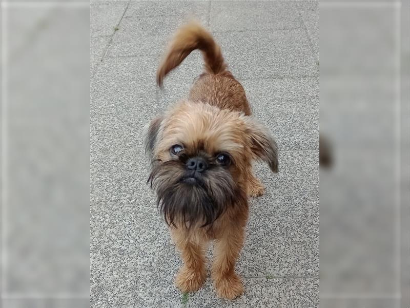 Welpe Zwerggriffon  Brüsseler Griffon  Rüde