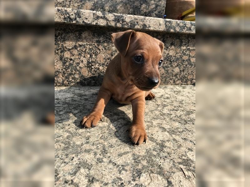 Reinrassige Rehpinscher / Zwergpinscher Welpen