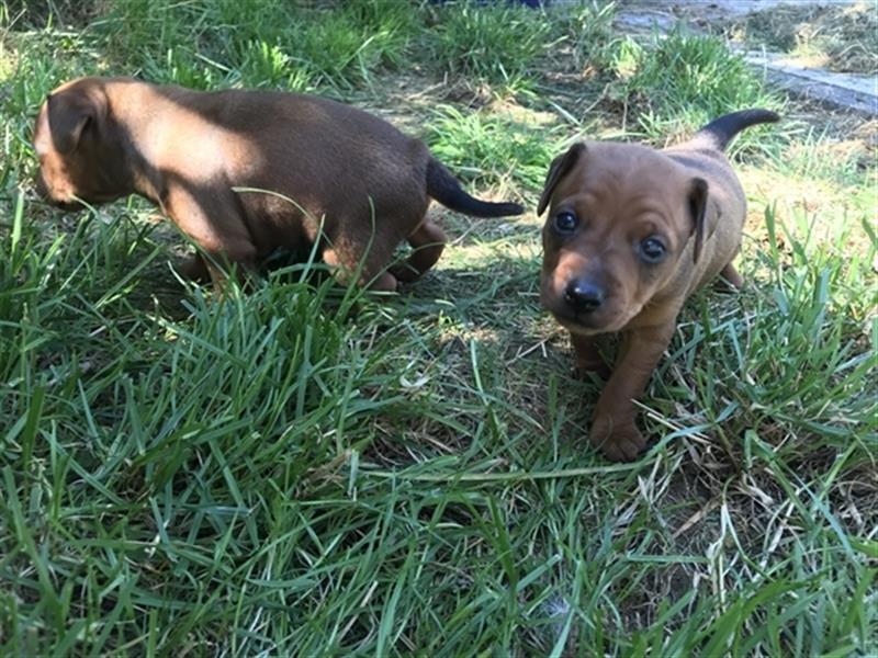 Reinrassige Rehpinscher / Zwergpinscher Welpen