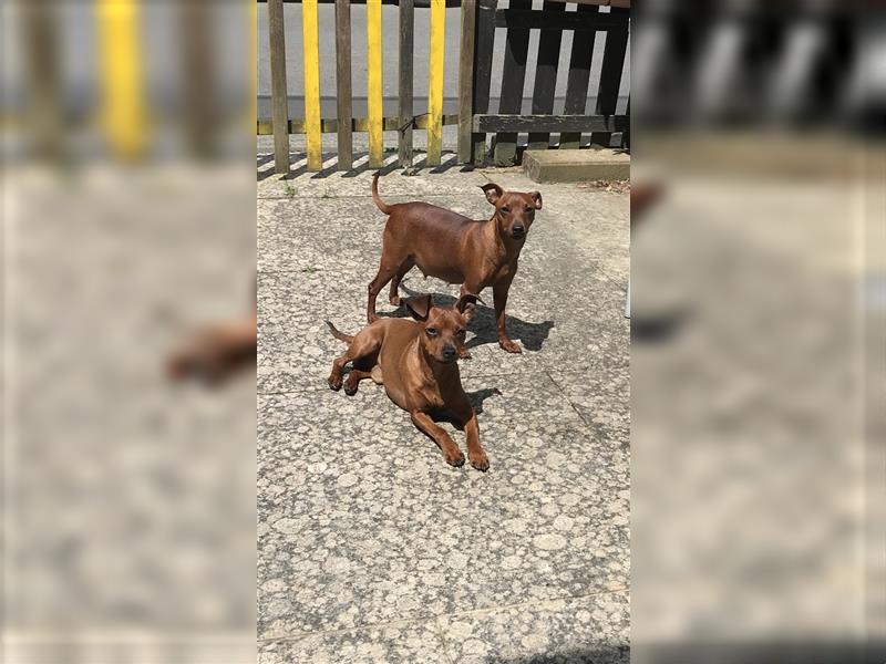 Reinrassige Rehpinscher / Zwergpinscher Welpen