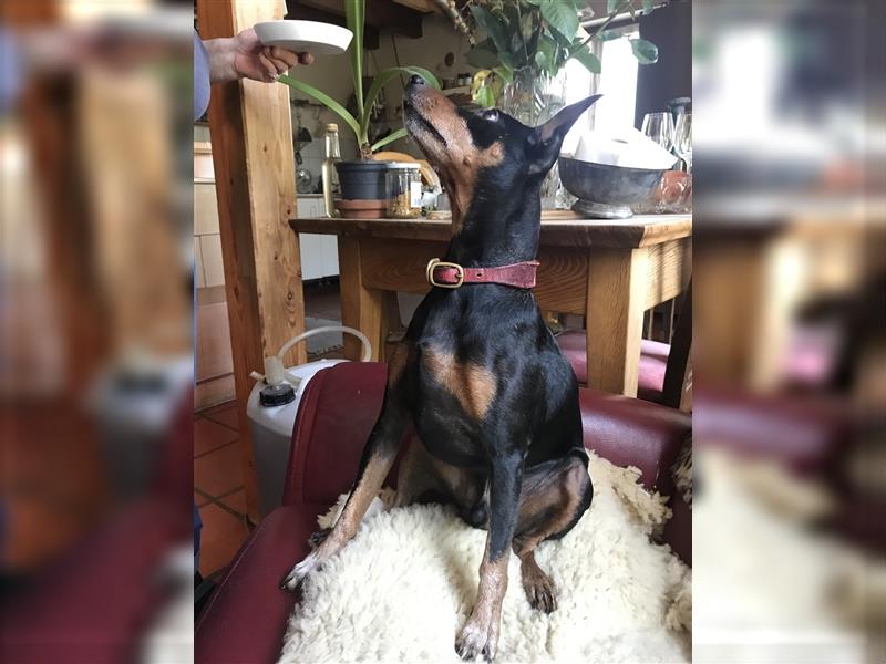 Wir haben Nachwuchs, reinrassige Zwergpinscher