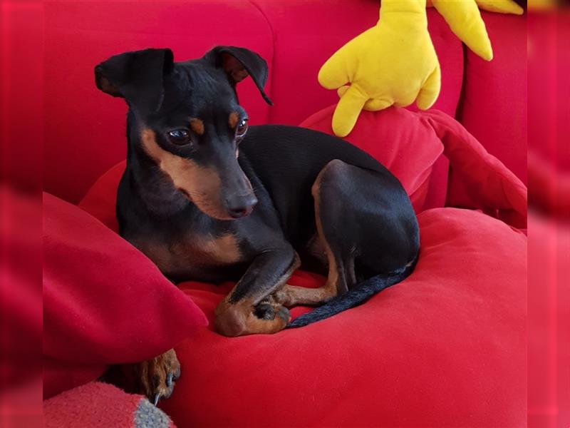 reinrassige Zwergpinscher Welpen - Wurfankündigung