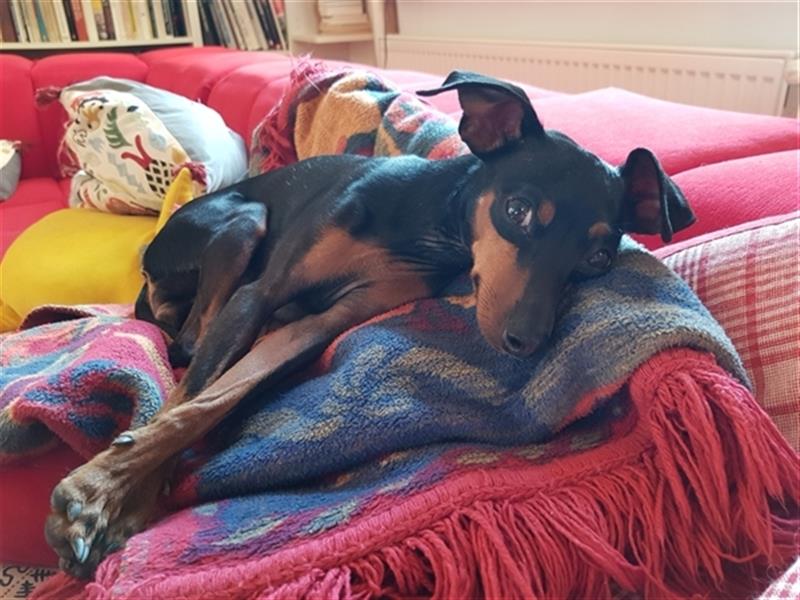 reinrassige Zwergpinscher Welpen - Wurfankündigung