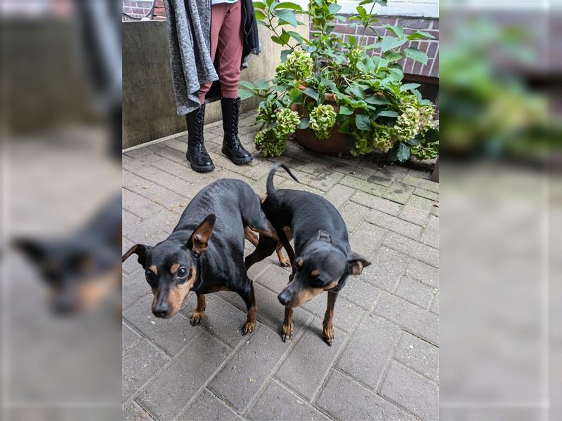 reinrassige Zwergpinscher Welpen - Wurfankündigung