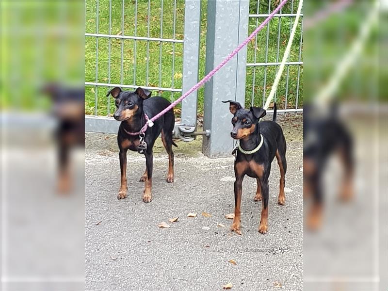 reinrassige Zwergpinscher Welpen - Wurfankündigung