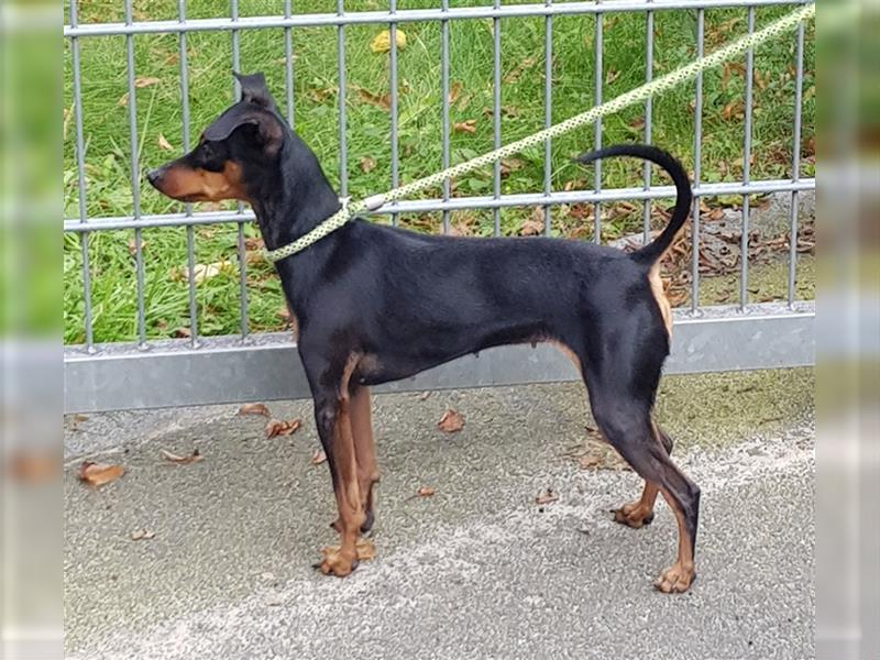 reinrassige Zwergpinscher Welpen - Wurfankündigung