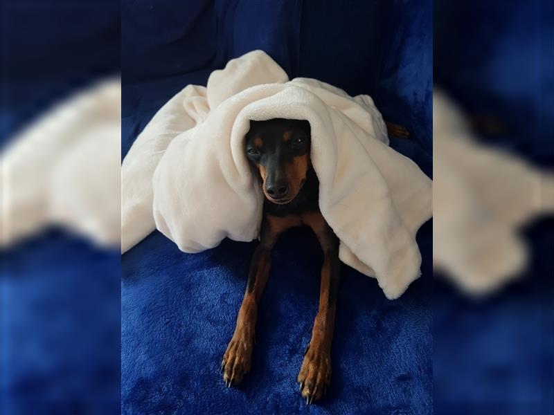 reinrassige Zwergpinscher Welpen - Wurfankündigung