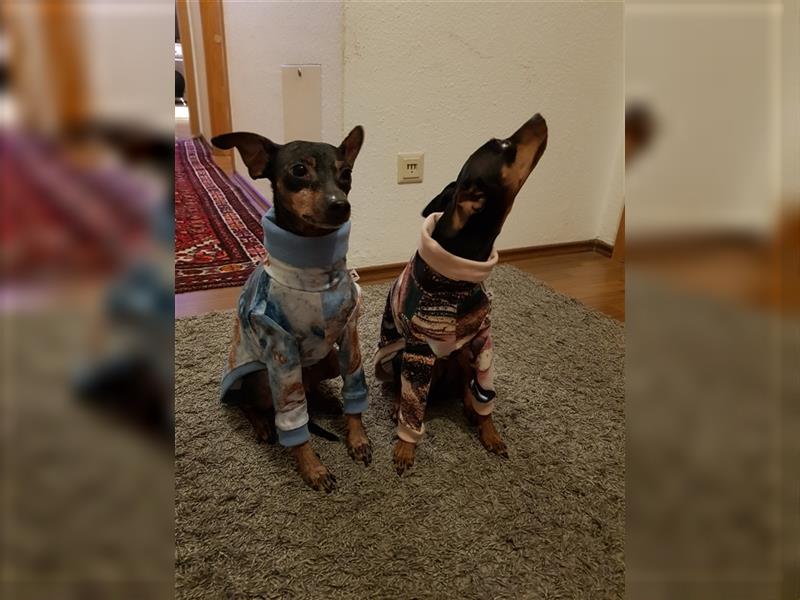 reinrassige Zwergpinscher Welpen - Wurfankündigung