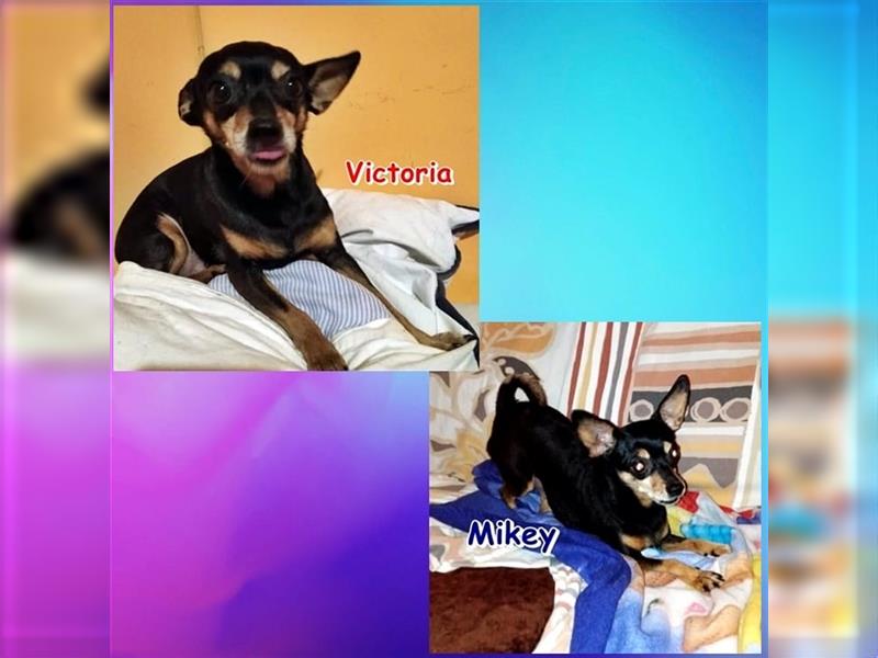 VICTORIA & MIKEY - suchen ein Zuhause 